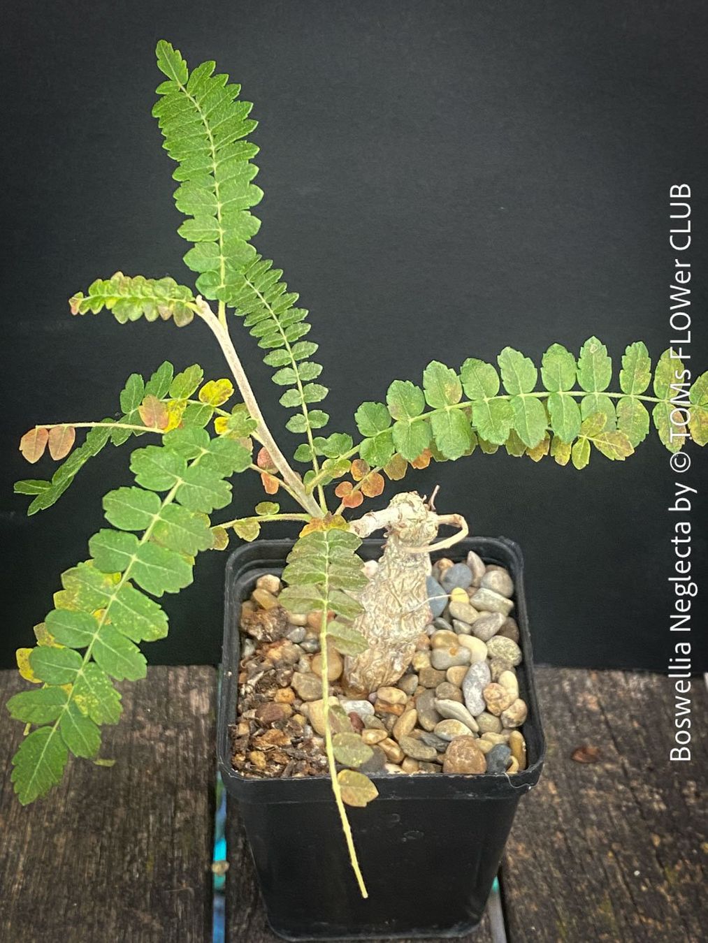 Piante & sementi: Boswellia Neglecta - Schwarzer Weihrauchbaum – Nuovo e nell'imballaggio originale da Adliswil venduto da astom369 1