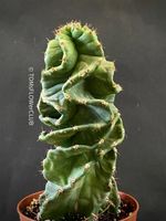 Cereus Forbesii Spiralis - wie eine Kaktus-Skulptur