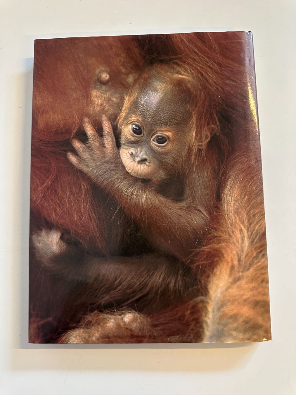 Libri: Buch "Geburtsort Zoo" Silvabuch – Usato da Urdorf venduto da Erika666 2