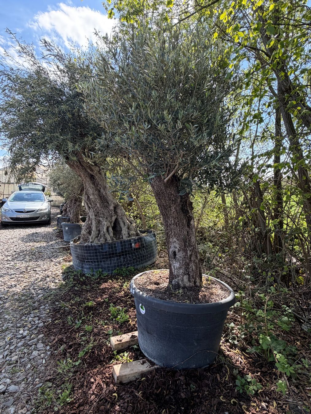 Piante & sementi: Olivenbaum "Olea Europea 15" Versand möglich – Nuovo (secondo la descrizione) da Zuckenriet venduto da Thur_Plant 3