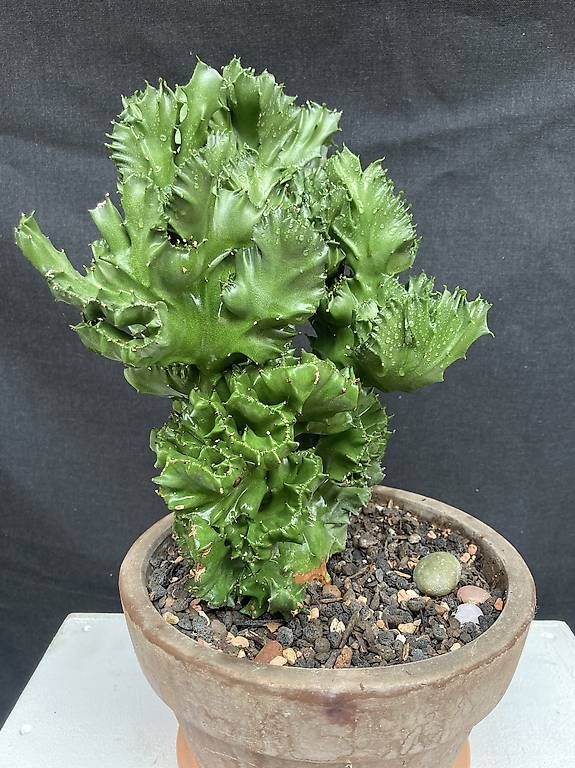 Plantes & graines: Kaktus Euphorbia "cristata" – D'occasion à Liestal par PrebenZwei