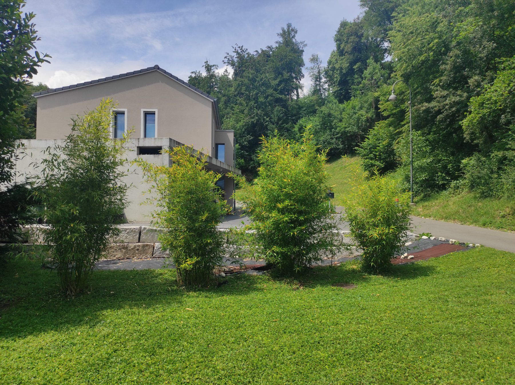 Piante & sementi: 4Bambus mit Rhizombildung – Usato da Rickenbach SO venduto da tanbeg