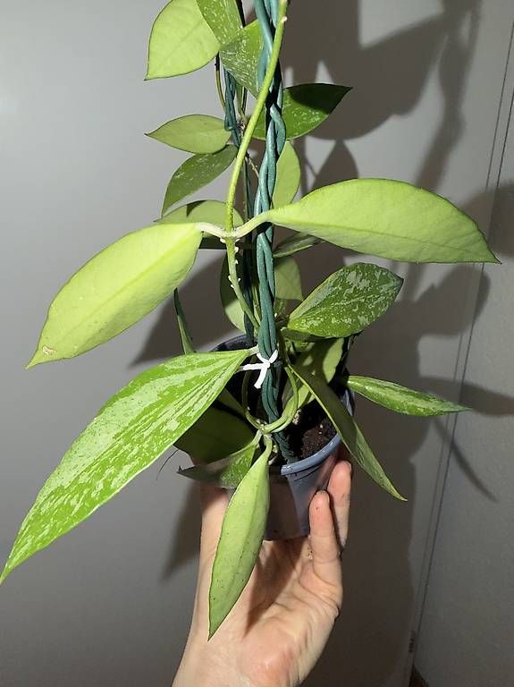 Plantes & graines: Hoya Memoria  extra Splash avec pédoncule – D'occasion à Spiez par Lunelu 3