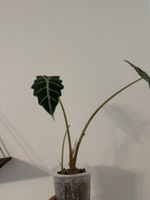 Alocasia Amazonica (Polly) – dekorative Zimmerpflanze