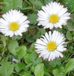 Pflanzen & Samen: Ab 12.- fr 50 SAMEN Wildes Gänseblümchen‪ – Neu und originalverpackt aus Rovio von POSITIFFARTandPLANTS 4