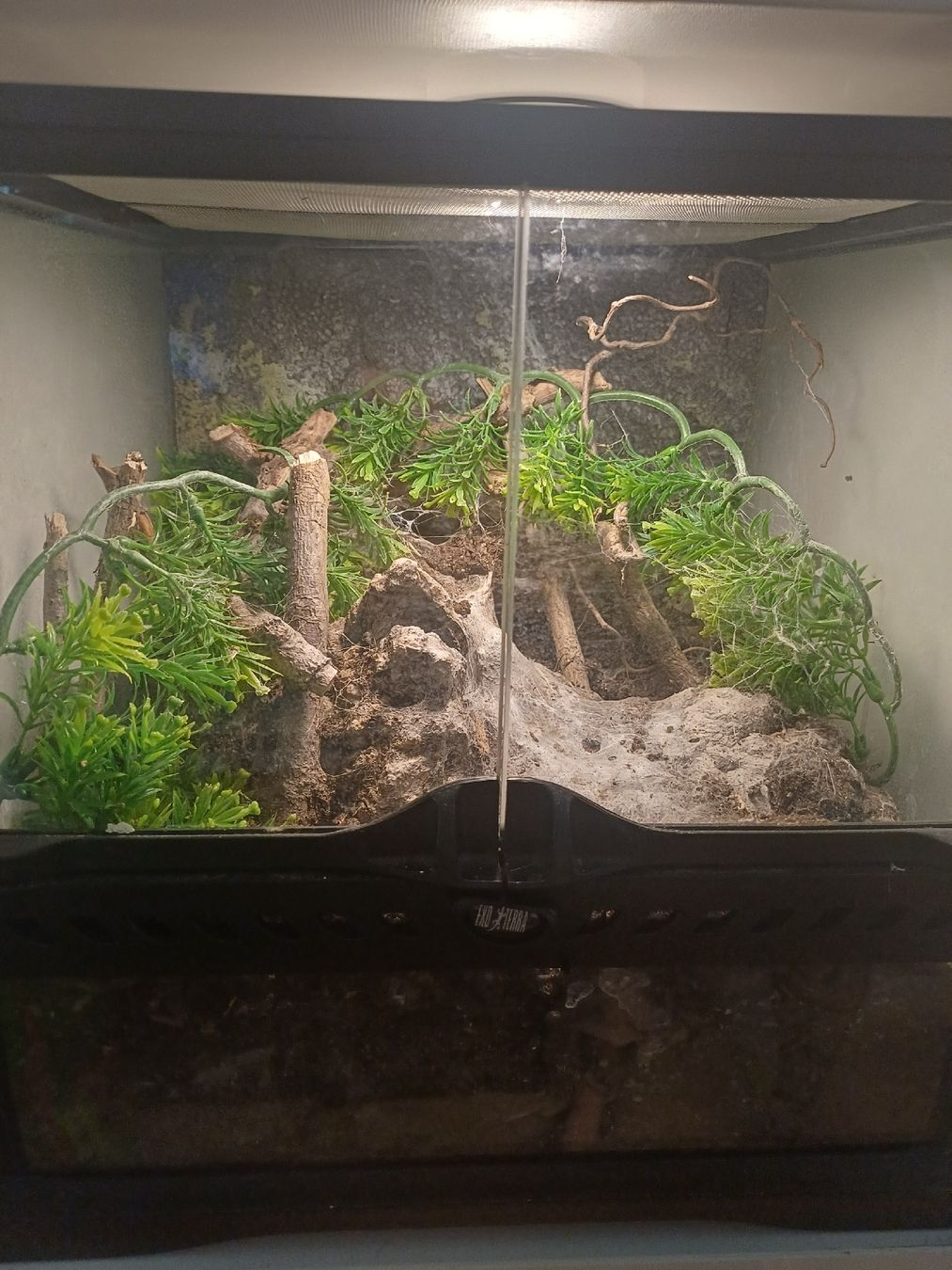 Exo terra Terrario: Exo Terra Terrarium – Usato da Thalwil venduto da Skorp96