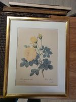 altes Bild Rose in Gold Rahmen - Pierre-Joseph Redouté 128