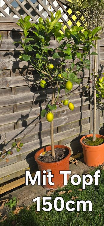 Zitronenbaum Kaufen 150 Cm