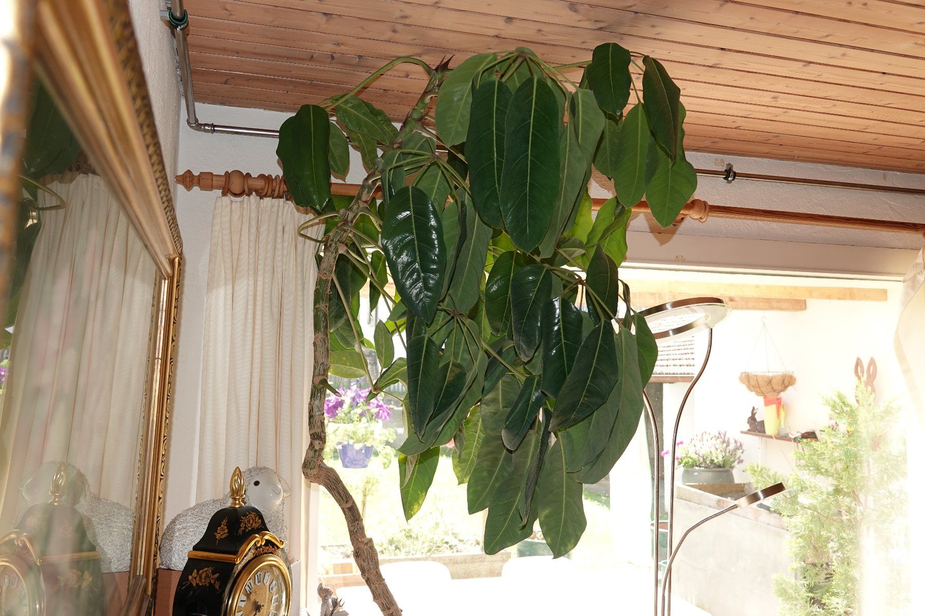 Plantes & graines: Grosser Regenschirmbaum – D'occasion à Langenbruck par mandelo1 2