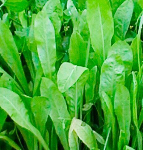 Pflanzen & Samen: Schmalblättrige Zichorie SPADONA 100 Samen – Neu und originalverpackt aus Rovio von POSITIFFARTandPLANTS 4