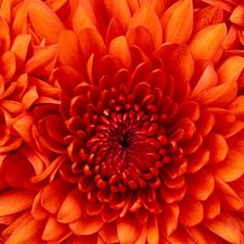 Profile image of red_wL