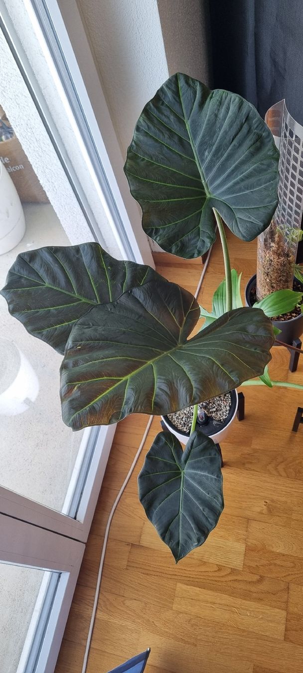 Piante & sementi: 🌿Alocasia Regal Shield rhizome - Größe XS – Nuovo e nell'imballaggio originale da Wallenwil venduto da LadyLeaf_Ellis1 1