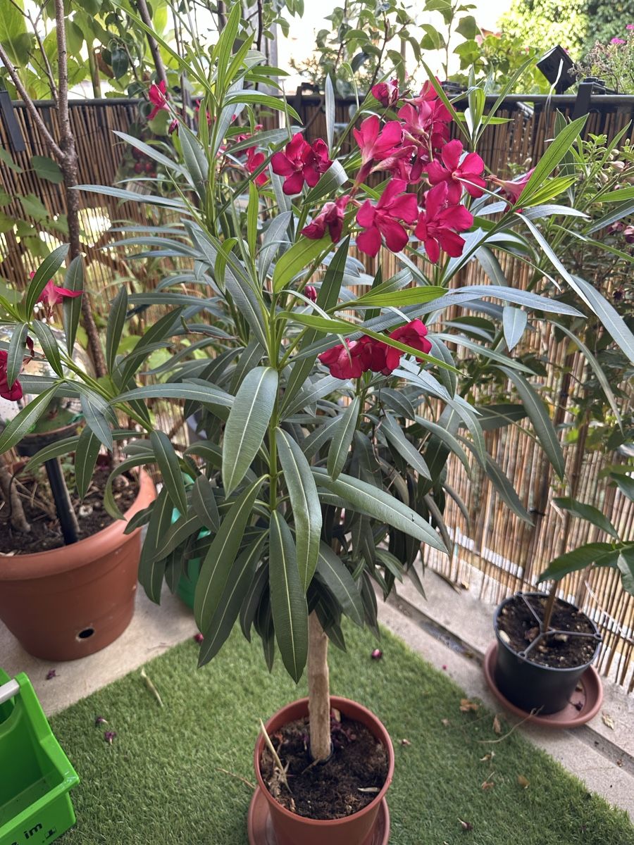 Piante & sementi: Oleander Stämmchen rot – Usato da Bern venduto da womiman 1
