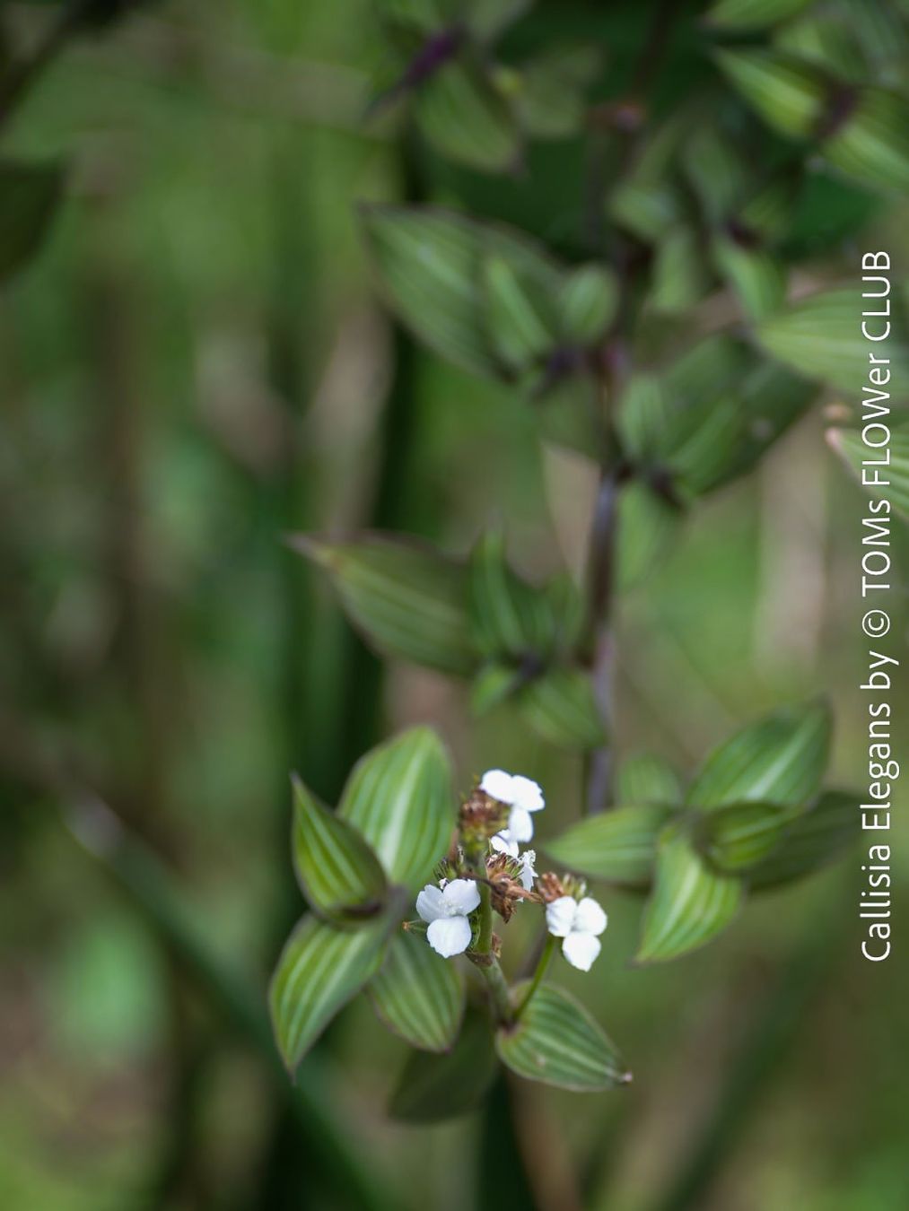 Pflanzen & Samen: Callisia Elegans verzaubert Dich mit ihren Blättern – Neu und originalverpackt aus Adliswil von astom369 1