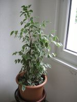 JUNGE BIRKENFEIGE, FICUS BENAMINA L. 110 cm H. ZIMMERPFLANZE