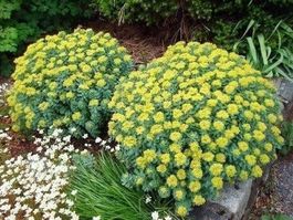 RHODIOLA ROSEA ( RACINES D'OR ) RARE 10g