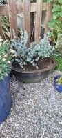 Pflanze im Topf Eucalyptus blaue Blätter, zwei Pflanzen