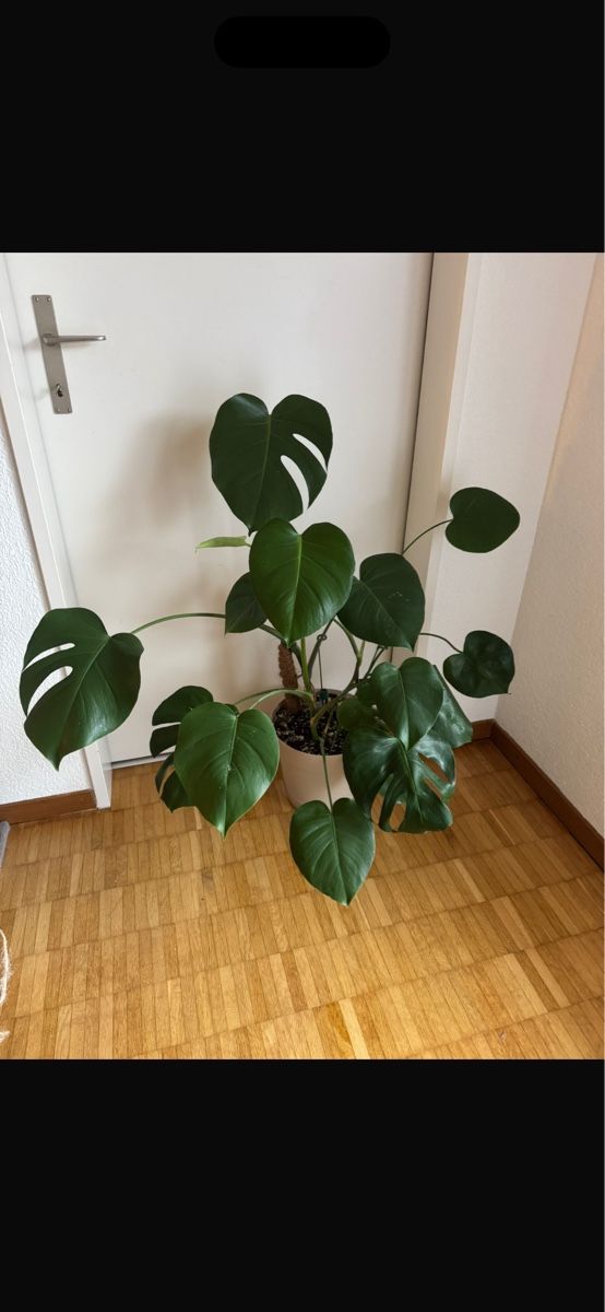 Piante & sementi: Monstera Deliciosa – Usato da Tann venduto da samira.dort