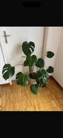 Monstera Deliciosa