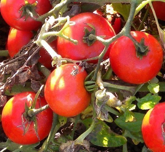 Piante & sementi: 30 Samen HEINZ 1350 Tomate – Nuovo (secondo la descrizione) da Ehrendingen venduto da VerveinaSamen 2