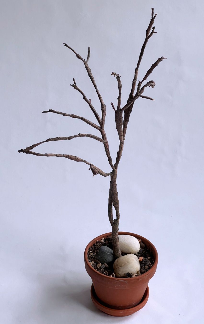 Piante & sementi: Euphorbia Platyclada***** – Nuovo (secondo la descrizione) da Dübendorf venduto da Orchid18 2