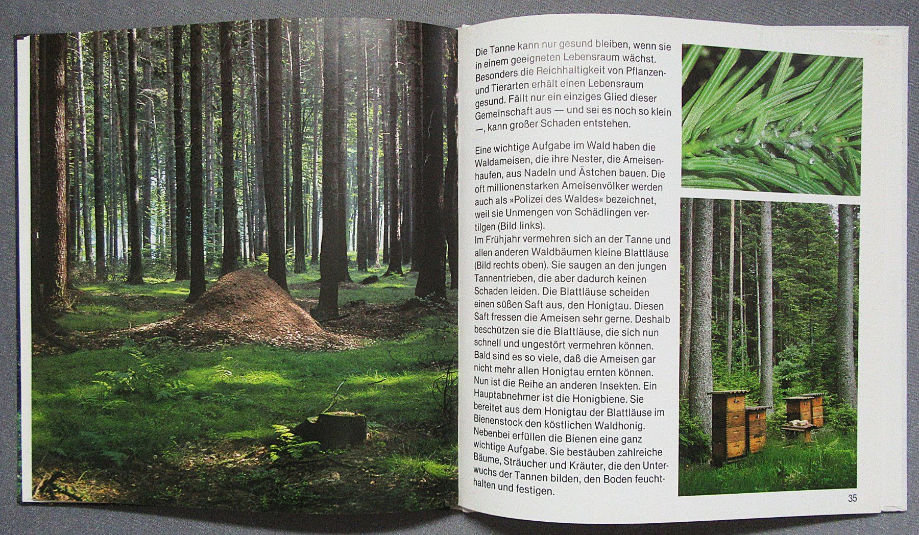 Libri: Der Tannenbaum - Kindersachbuch – Usato da Auenstein venduto da Padabimbim 7