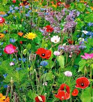 Ab 5.- fr 50 Samen Mix Wildblumen von Wiese FLEURS DE PRAIRI