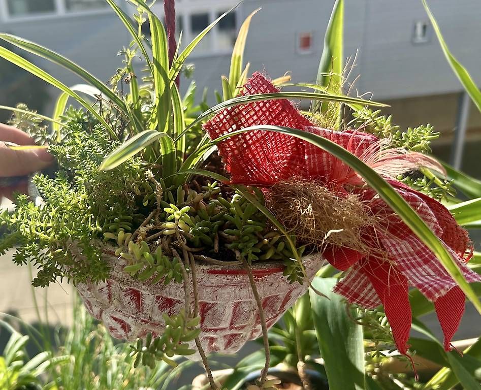 Tutte le decorazioni: Pflanzen in der Gugelhupfform  – Nuovo e nell'imballaggio originale da Frauenfeld venduto da Irene.Schuppli 4