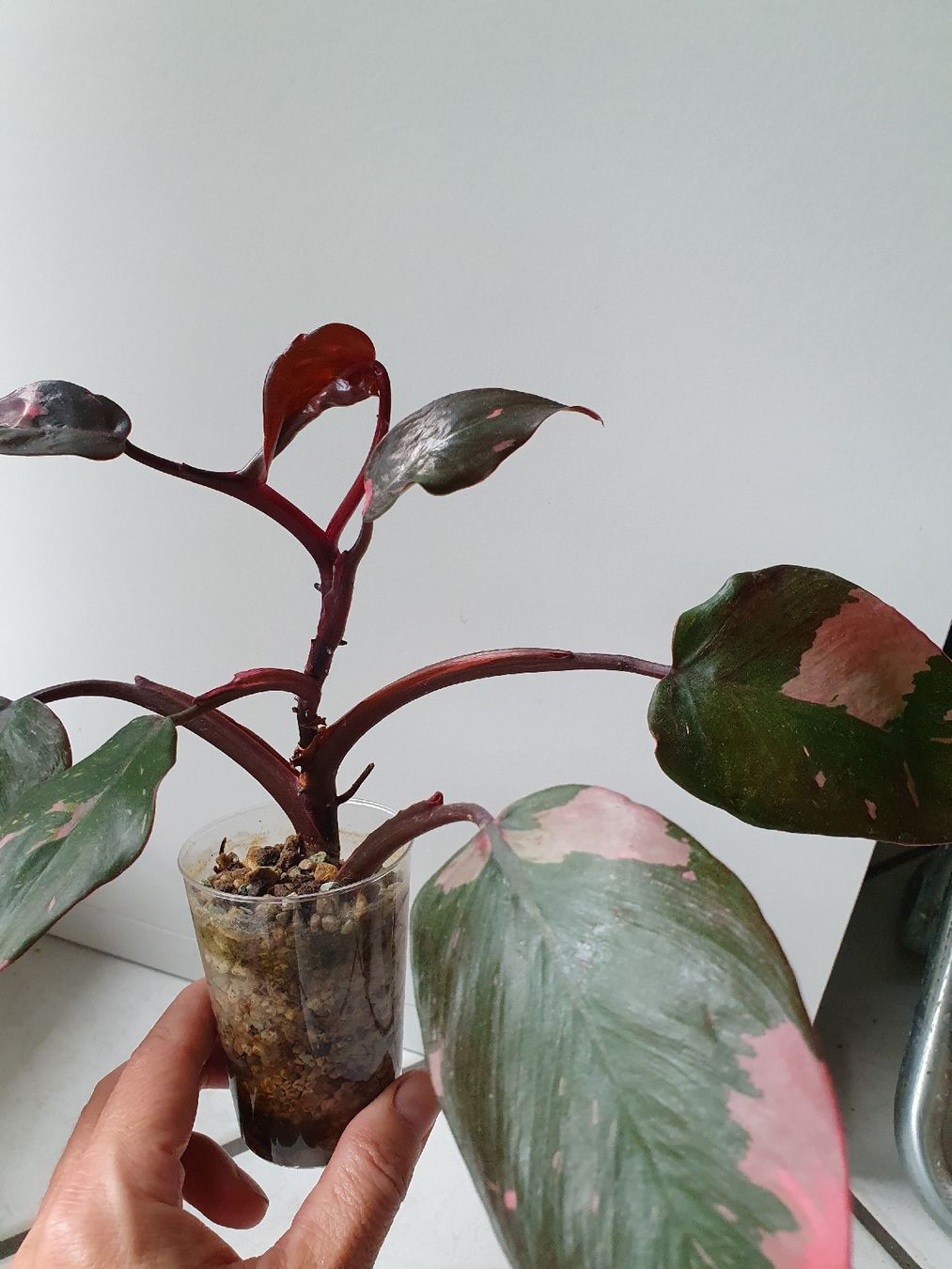 Piante & sementi: Philodendron Pink Princess Marble – Usato da Erlinsbach SO venduto da Lea030 1