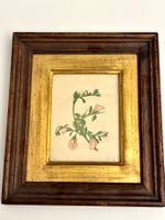 💚Botanische Illustration der Kriechenden Hauhechel 💚 CH