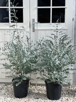 2 Eucalyptus Gunii ca. 120 cm hoch