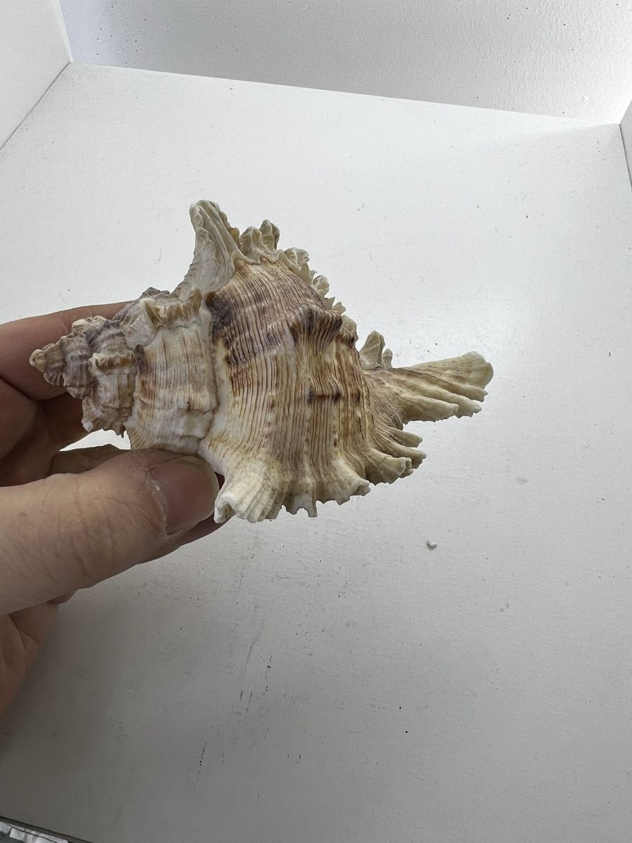 Fossilien: 2 grosse Meeresschnecken Häuser – Gebraucht aus Wettingen von NickInc 3