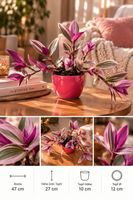 Tradescantia Nanouk rosa Pink variegata panaschiert Pflanze