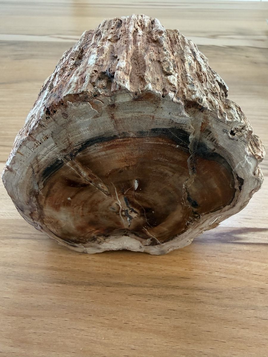 Fossili: Versteinertes Holz – Usato da Grenchen venduto da Bastet007 7