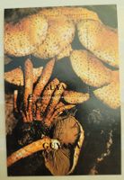 PILZE - GUYANA / CHAMPIGNONS - GUYANE– MINI SHEET