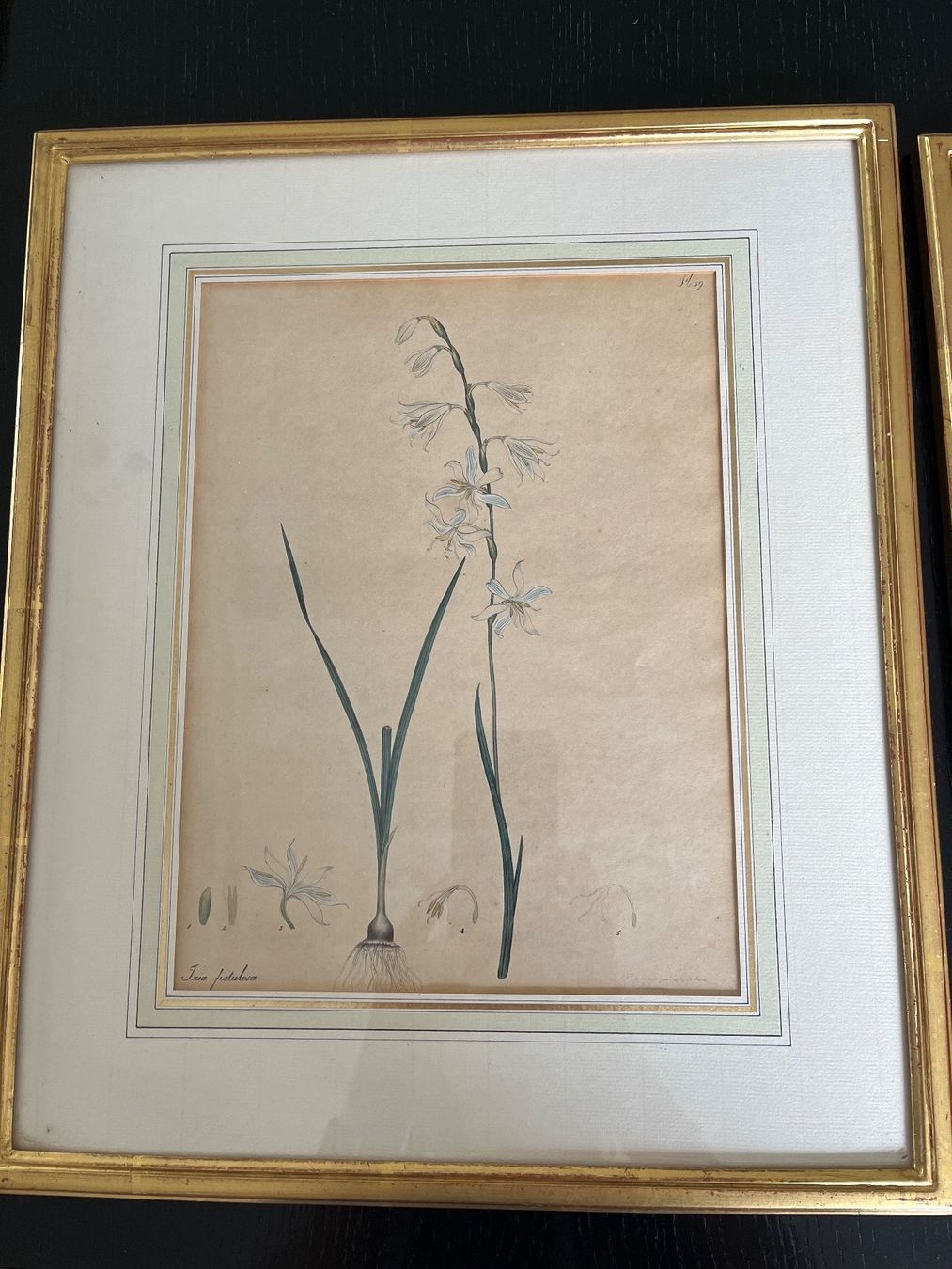 Foto & Immagini: 3 Botanische Kunstdrucke, gerahmt – Usato da Spiegel b. Bern venduto da Burdicrew 3