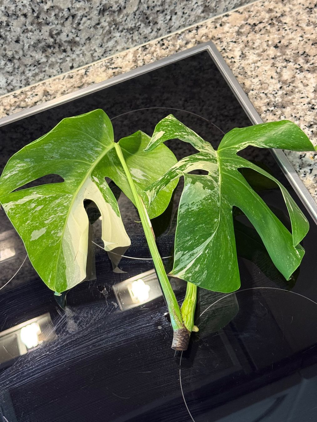 Piante & sementi: Monstera Variegata Half Moon, Steckling in Wasser – Usato da Mendrisio venduto da MonsteraLovers 1
