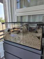 Kleintierkäfig / Terrarium