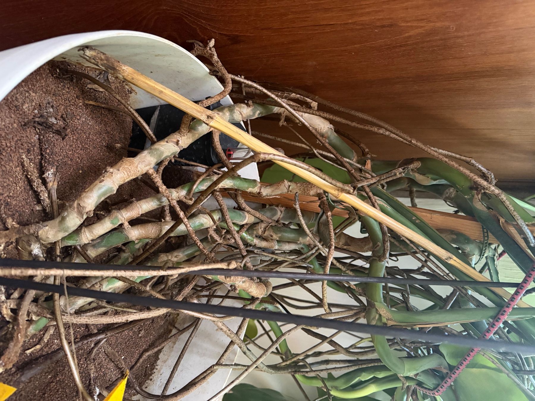 Pflanzen & Samen: Monstera – Gebraucht aus Orny von dma_xd55 2