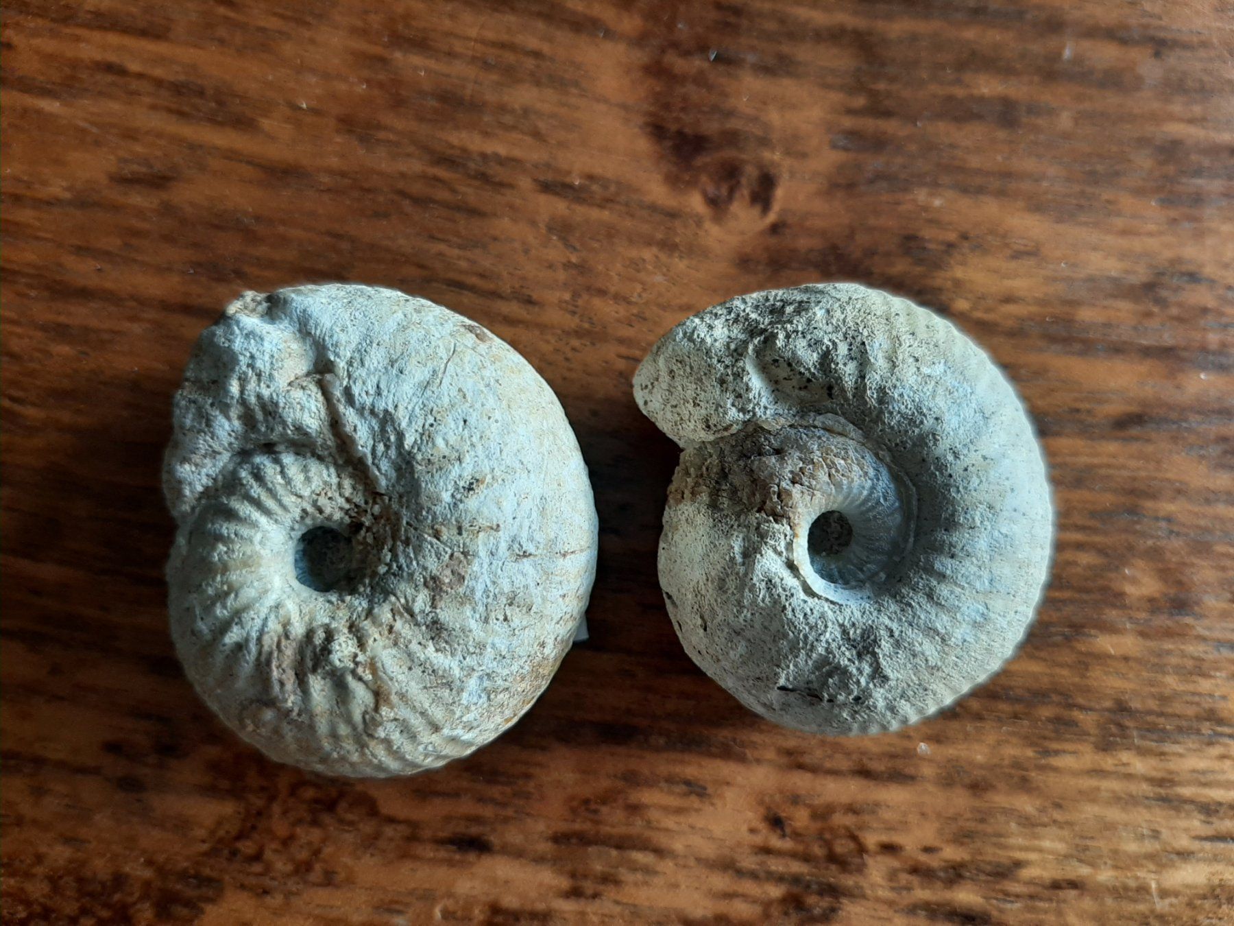 Fossili: Ammoniten Normandie – Usato da Rickenbach BL venduto da Oktober68