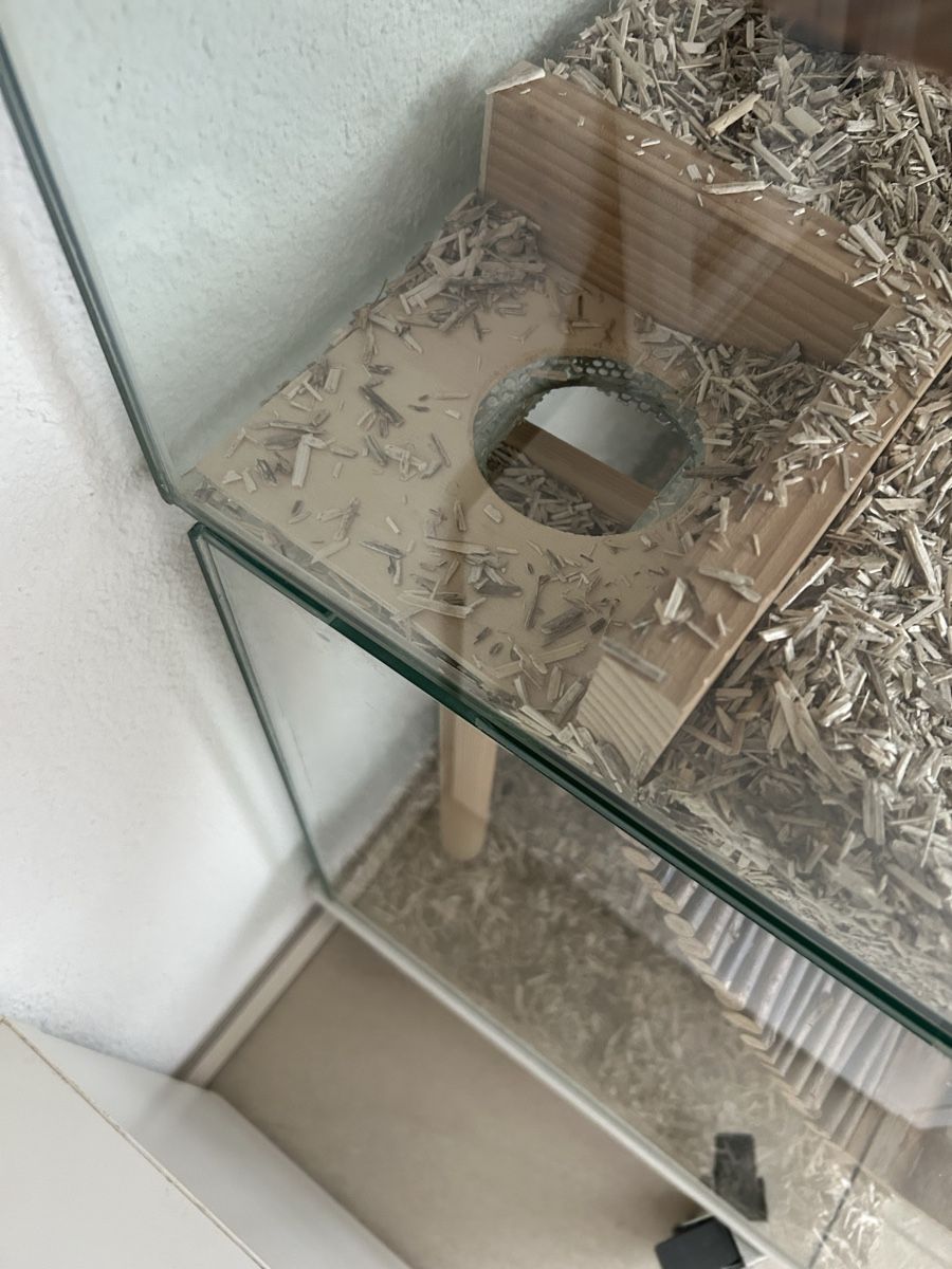 Terrariums: Terrarium 2 Stück – D'occasion à Gränichen par ZUMA81 3