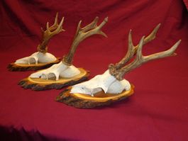 Reh, Geweihe, Trophäe, Horn, Dekoration, Jagd Abwurfstangen
