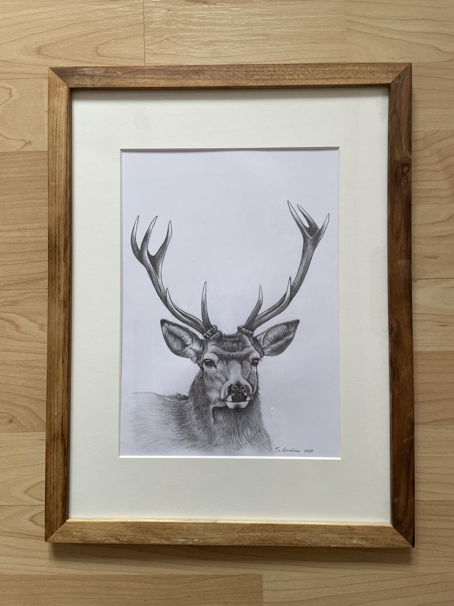 Poster & Bilder: Hirsch Zeichnung, Bleistift – Neu (gemäss Beschreibung) aus Ruschein von Samdinas