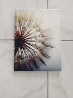 Bild Pusteblume 