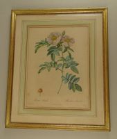 REDOUTÉ: ROSA LUCIDA, ROSE, FARBKUPFERSTICH UM 1820