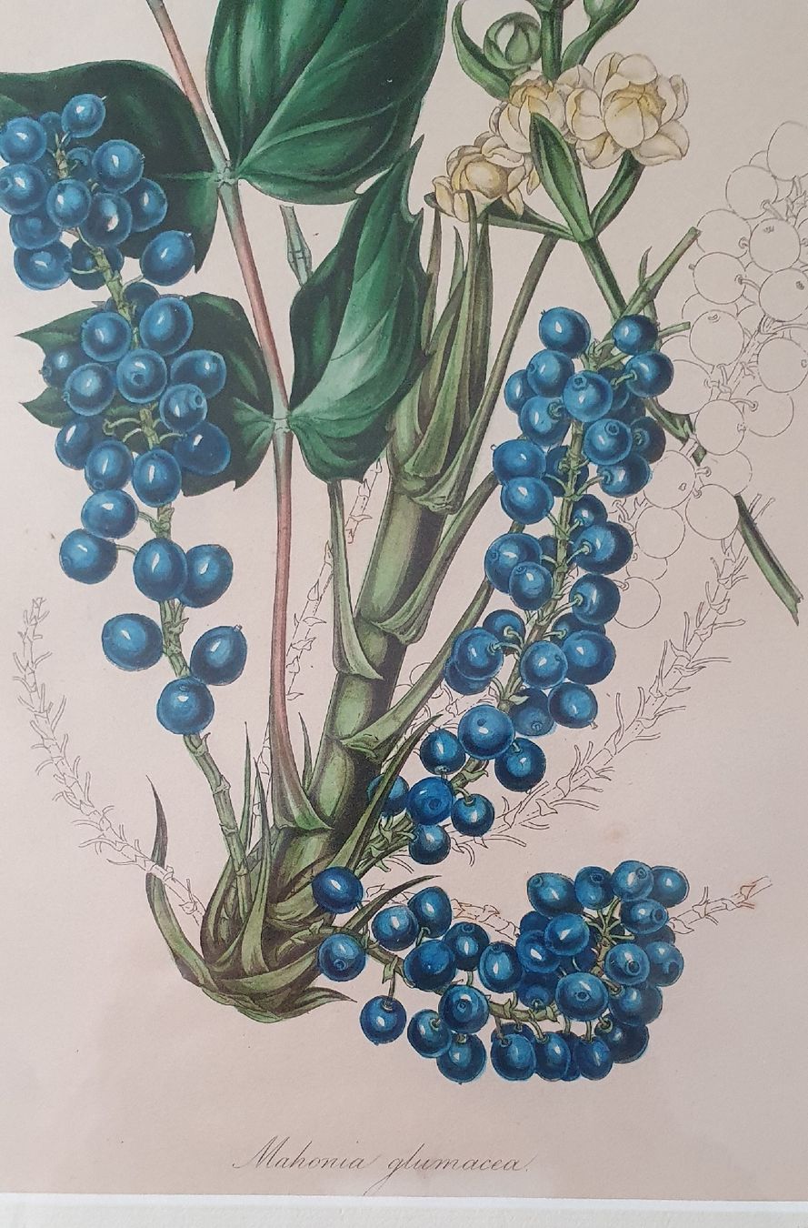 Grafiken & Lithographien: 3 Botanik Bilder - Lithographie,  im Goldrahmen – Gebraucht aus Kreuzlingen von Rschweiz1 6