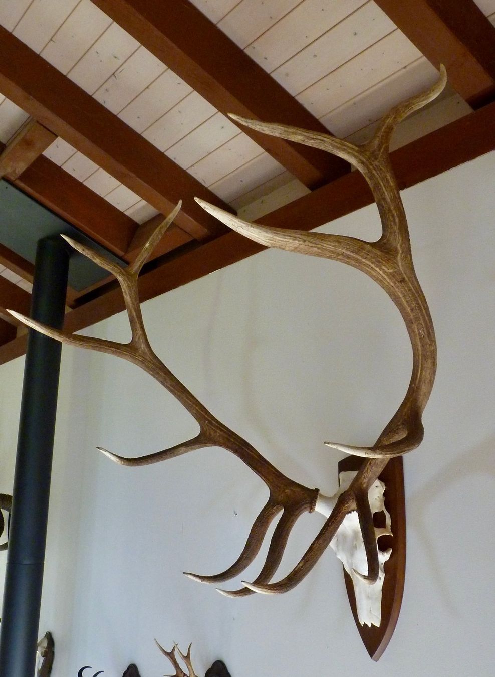 Il mondo degli animali: MARAL (cervus e.maral) – Usato da Sorens venduto da raffiot