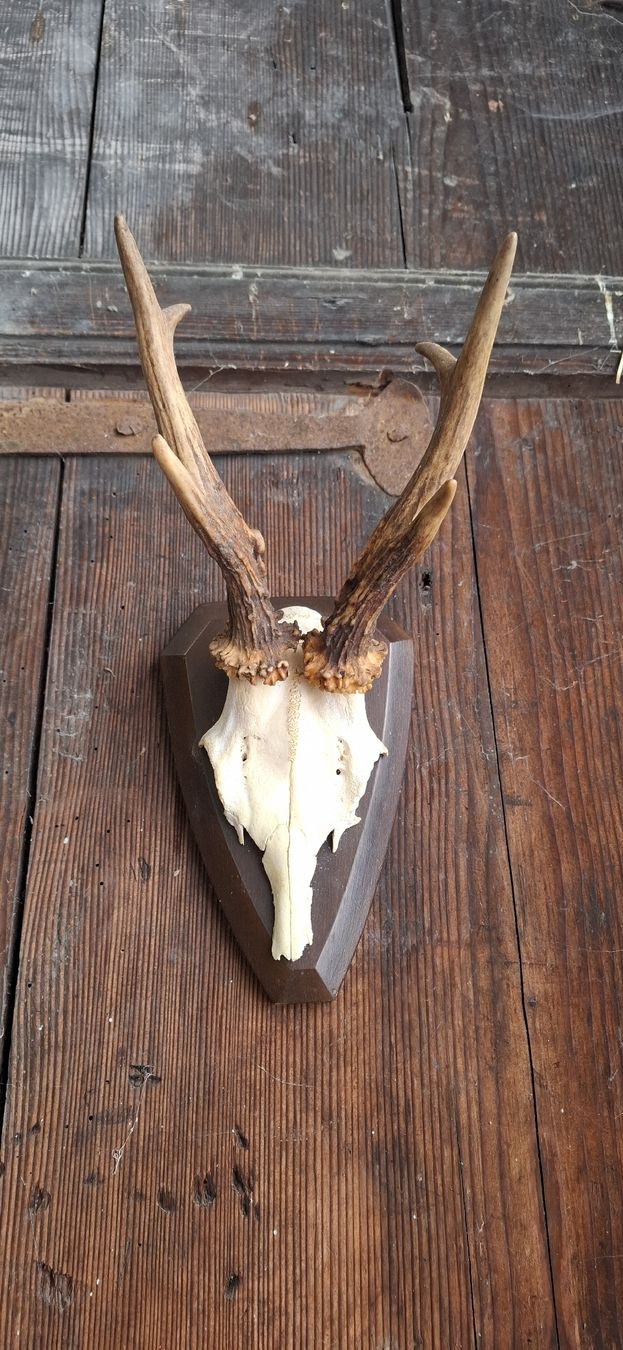 Altre raccolte & rarità: Rehgeweih auf Holzschild, Jagdtrophäe, 1966 – Usato da Buttisholz venduto da REX001