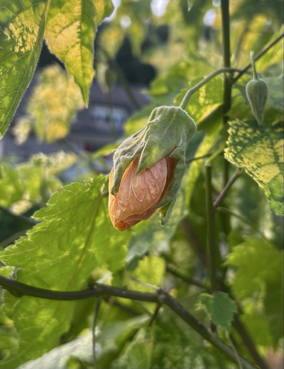 Pflanzen & Samen: Abutilon orange – Gebraucht aus Kirchleerau von Moritz15A 1