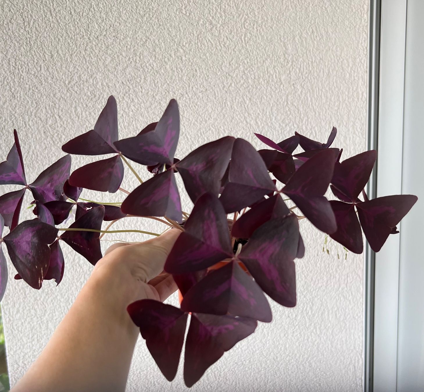 Piante & sementi: Oxalis Triangularis, Roter Glücksklee – Usato da Glattpark(Opfikon) venduto da ste_n99y 1